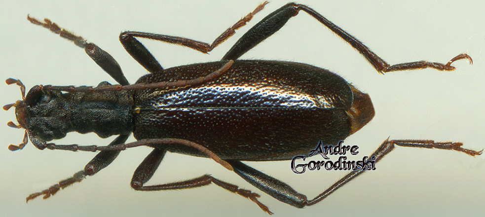 http://www.gorodinski.ru/cerambyx/Teledapus cremiarius .jpg